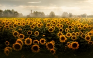 Paesaggi_padani_girasoli.jpg