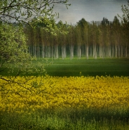Nome File=Primavera.jpg
Dimensione File=581KB
Dimensioni=600x603
Data aggiunta=Mag 08, 2017 Primavera.jpg