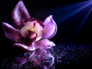 Purple_orchid.jpg