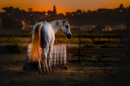 Nome File=Sera_in_Maremma.jpg
Dimensione File=507KB
Dimensioni=1145x762
Data aggiunta=Set 08, 2019 Sera_in_Maremma.jpg