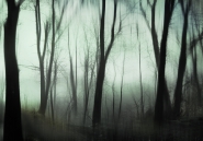 alberi_nella_nebbia.jpg