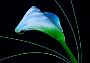 Nome File=calla_-_l_eleganza_della_forma.jpg
Dimensione File=527KB
Dimensioni=1100x774
Data aggiunta=Mag 16, 2017 calla_-_l_eleganza_della_forma.jpg