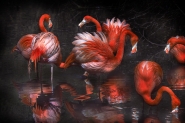 Nome File=flamingos_rojos.jpg
Dimensione File=570KB
Dimensioni=1200x800
Data aggiunta=Apr 14, 2017 flamingos_rojos.jpg