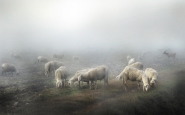 pecore_nella_nebbia.jpg