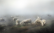 Nome File=pecore_nella_nebbia.jpg
Dimensione File=378KB
Dimensioni=1000x625
Data aggiunta=Gen 02, 2017 pecore_nella_nebbia.jpg