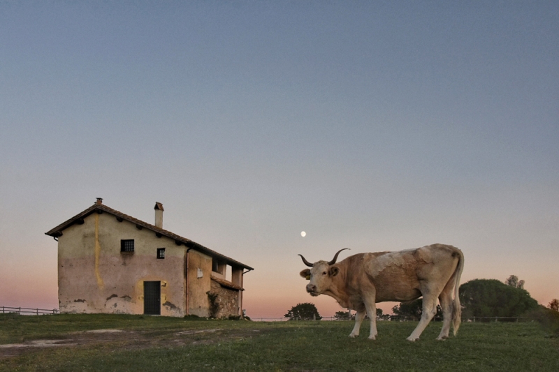 Clicca per l'immagine full size