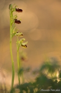 Nome File=Orchidea.jpg
Dimensione File=222KB
Dimensioni=668x1000
Data aggiunta=Mar 30, 2019 Orchidea.jpg