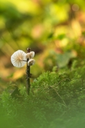 Nome File=funghi.jpg
Dimensione File=331KB
Dimensioni=700x1049
Data aggiunta=Nov 09, 2019 funghi.jpg