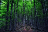 Nome File=foresta_m.jpeg
Dimensione File=405KB
Dimensioni=1200x800
Data aggiunta=Mag 28, 2020 foresta_m.jpeg