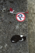 Nome File=No_parking.jpg
Dimensione File=571KB
Dimensioni=700x1050
Data aggiunta=Giu 24, 2024 No_parking.jpg