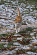 Nome File=Passo_felino.jpg
Dimensione File=399KB
Dimensioni=700x1050
Data aggiunta=Ott 08, 2024 Passo_felino.jpg