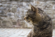 Nome File=Profilo_felino.jpg
Dimensione File=279KB
Dimensioni=1200x800
Data aggiunta=Apr 20, 2024 Profilo_felino.jpg