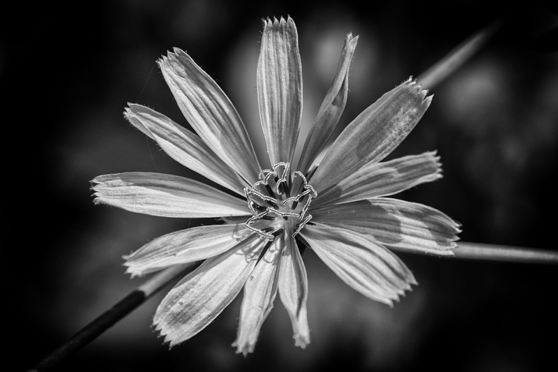 Clicca per l'immagine full size