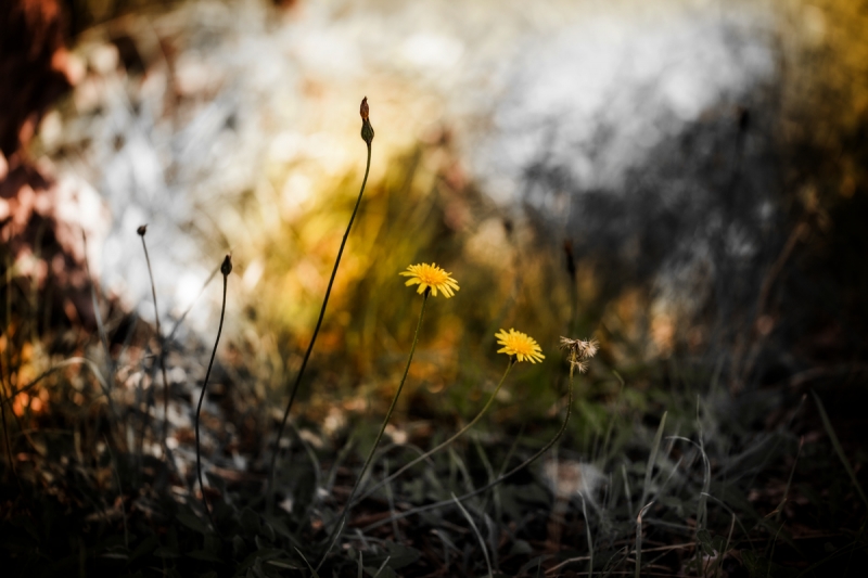 Clicca per l'immagine full size