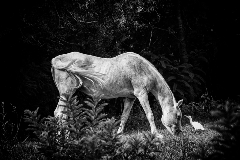 Clicca per l'immagine full size