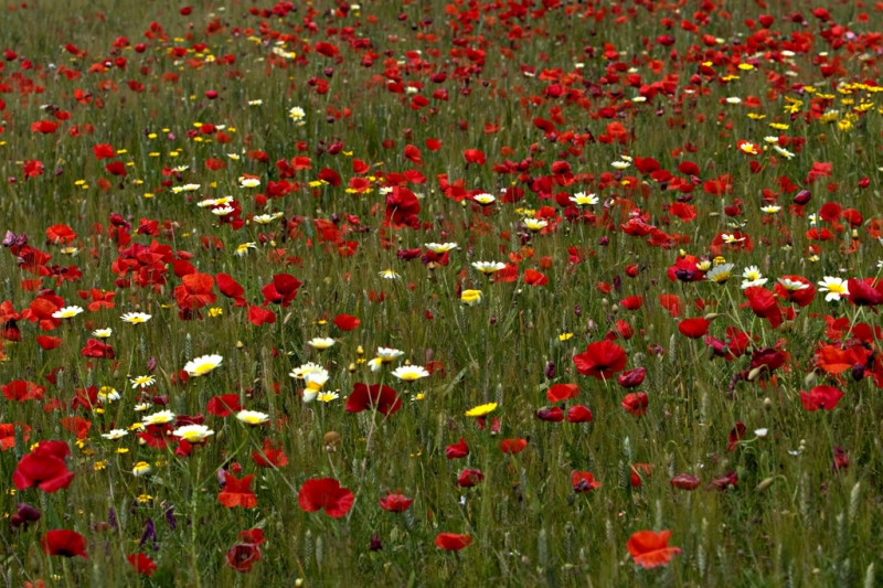 Clicca per l'immagine full size