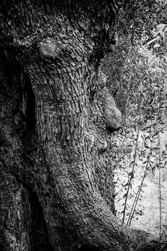 Clicca per l'immagine full size