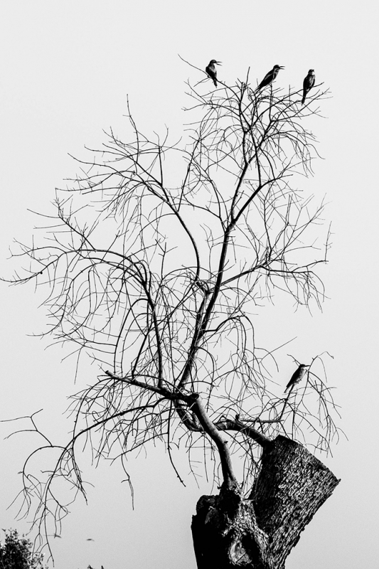 Clicca per l'immagine full size