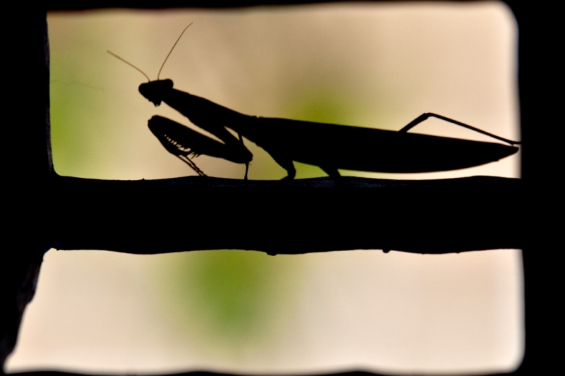 Clicca per l'immagine full size