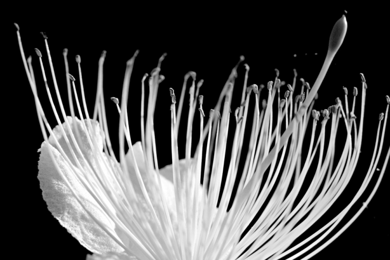 Clicca per l'immagine full size