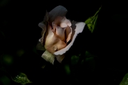 20052020eDSCF0363.jpg