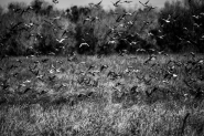 Filename=26122023-A08A8854.jpg
Filesize=503KB
Dimensions=1200x800
Date added=Dec 28, 2023 26122023-A08A8854.jpg