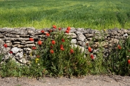 DSCF1664.jpg