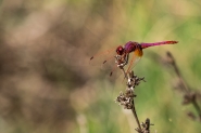 DSCF1667.jpg