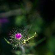 DSCF7412.jpg