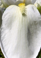 cascata.jpg