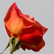 Nome File=rosa.jpg
Dimensione File=161KB
Dimensioni=800x800
Data aggiunta=Apr 19, 2007 rosa.jpg