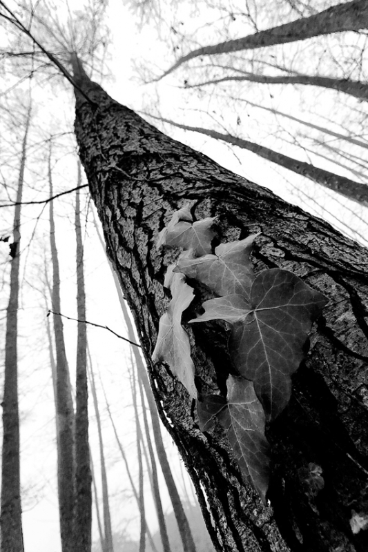 Clicca per l'immagine full size