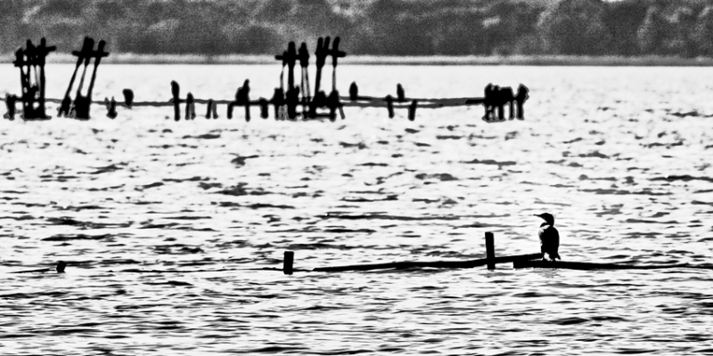 Clicca per l'immagine full size