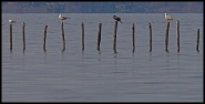 1086955-large.jpg 1086955-large.jpg