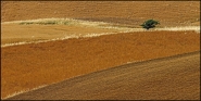 1131085-large.jpg
