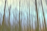alberi-pittorici-2.jpg