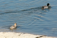 caccia-sul-fiume-2.jpg caccia-sul-fiume-2.jpg