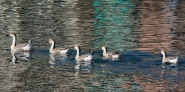 caccia-sul-fiume-4.jpg caccia-sul-fiume-4.jpg