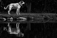 ciuccoli-6.jpg ciuccoli-6.jpg