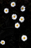 costellazione-margherite.jpg costellazione-margherite.jpg