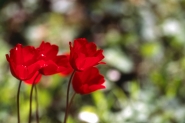 fleurs-1.jpg fleurs-1.jpg