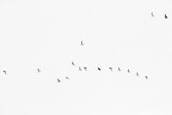 fly-2.jpg