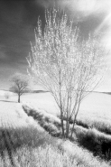 infrared-11.jpg infrared-11.jpg