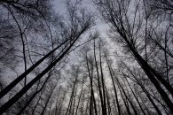 nebbia-1.jpg