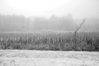 nebbia-4.jpg nebbia-4.jpg