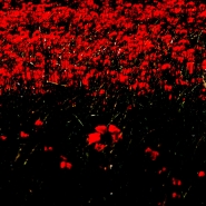 tempo-di-papaveri-5+.jpg