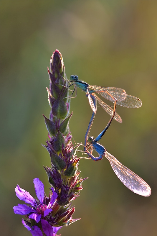 Clicca per l'immagine full size