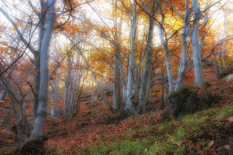 Clicca per l'immagine full size