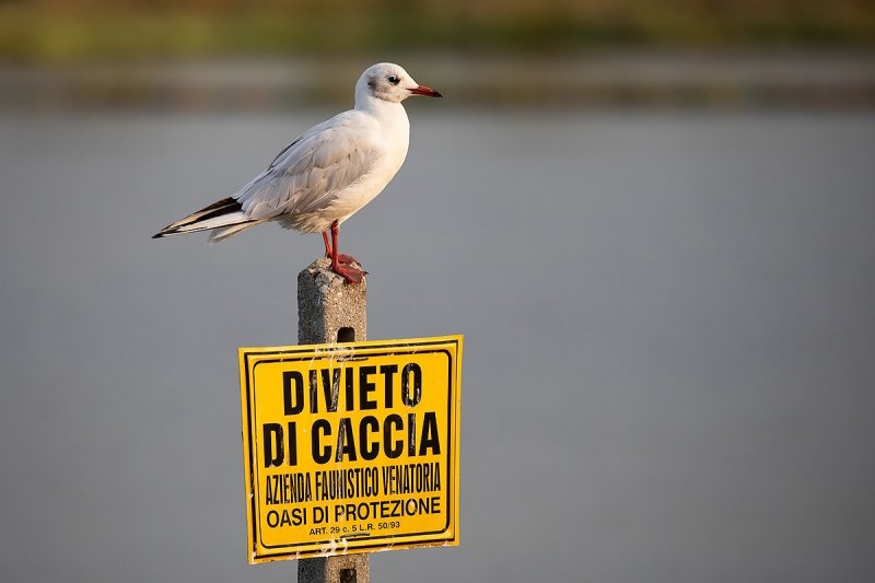 Clicca per l'immagine full size