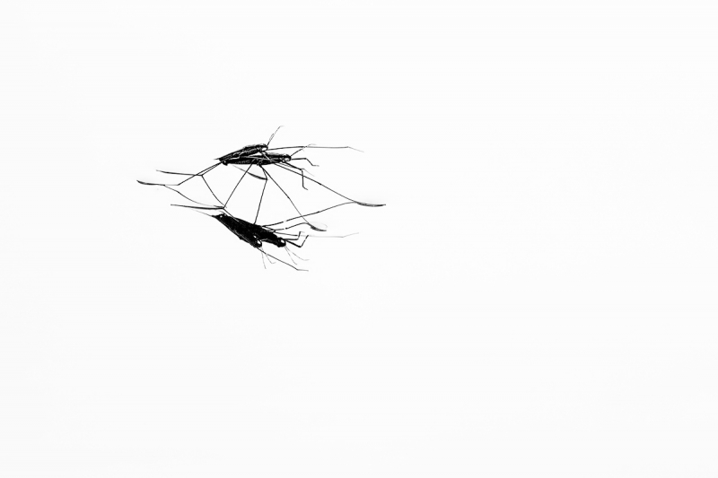 Clicca per l'immagine full size